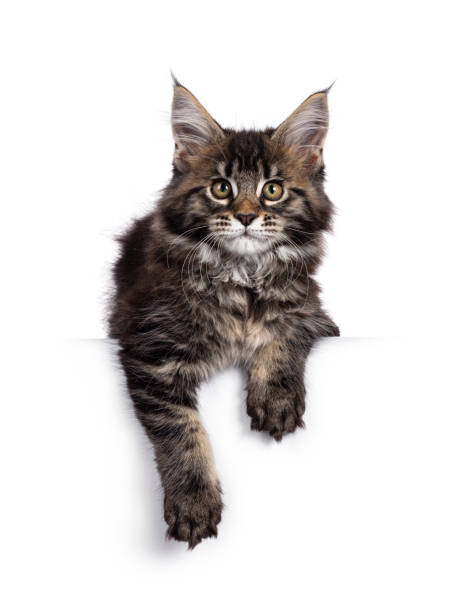 istock Cute black tabby Maine Coon kitten on white 1250979311