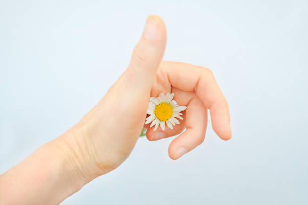 istock Camomile in the hand on a grey background 1250979329