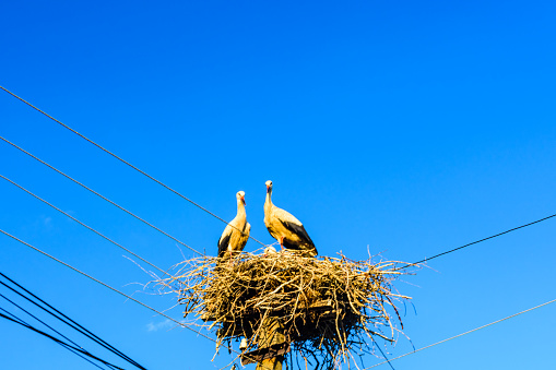 Family of storks (ciconia ciconia) in nest on the electric pole