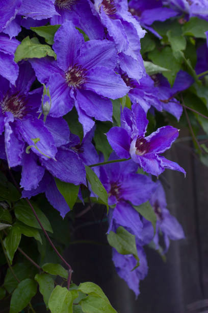 istock Lush flowering clematis 