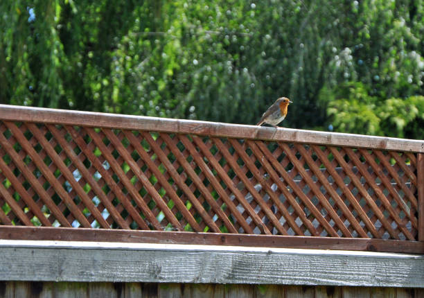 Wooden trellis fence panel with a lattice pattern and small bird sitting on it and trees in the background. Domestic back garden in summer. Billericay, Essex, United Kingdom, June 20 2019