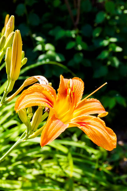 istock Bud of flowering orange lily 1250982101