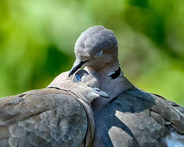 A pair of Collared Doves snuggle together on a fence in spring time as they prepare for mating season.