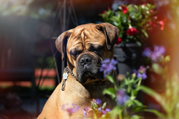 istock Bull Mastiff Dog outdoors 1250983520
