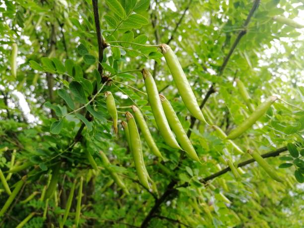 istock Beautiful Acacia pods on branches. Front view. 1250983599