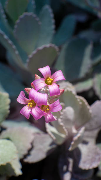 istock The flowers in the plant 1250984566