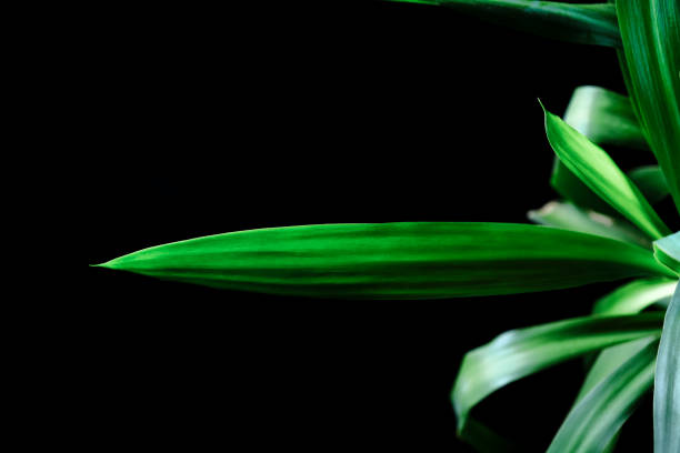 istock plant and landscape concept 1250986741
