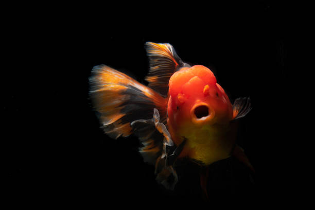 istock Goldfish in beautiful movement 1250986864
