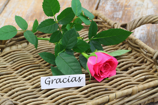 Gracias (thank you in Spanish) with one pink wild rose on wicker tray