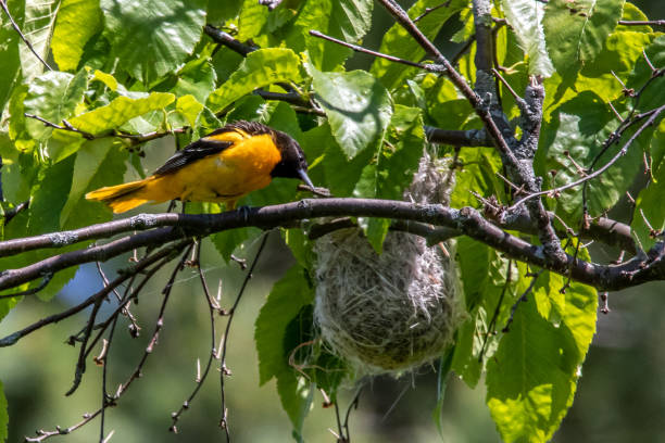 oriole y nest - oriole fotografías e imágenes de stock