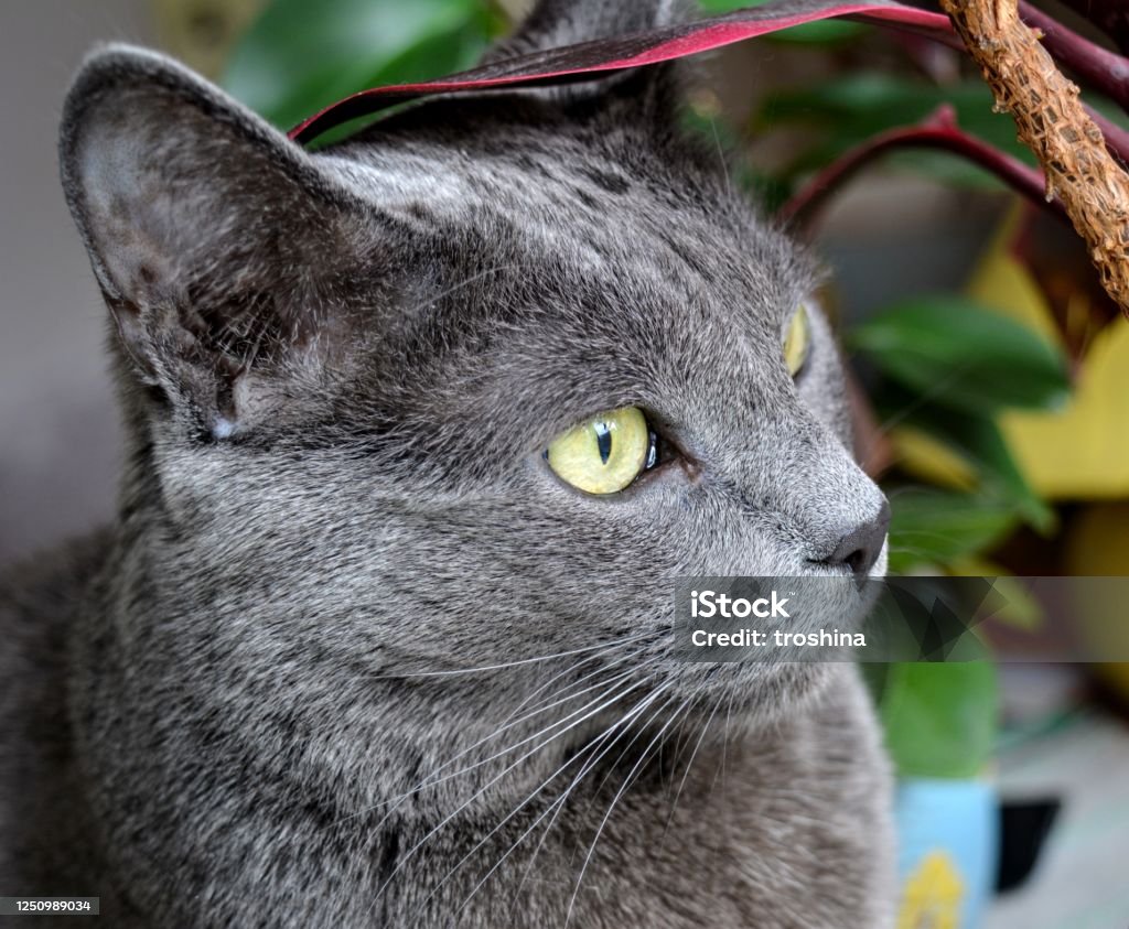 Russian Blue Purebred Cat With Yellow Eyes Funny Beautiful Portrait Stock  Photo - Download Image Now - iStock