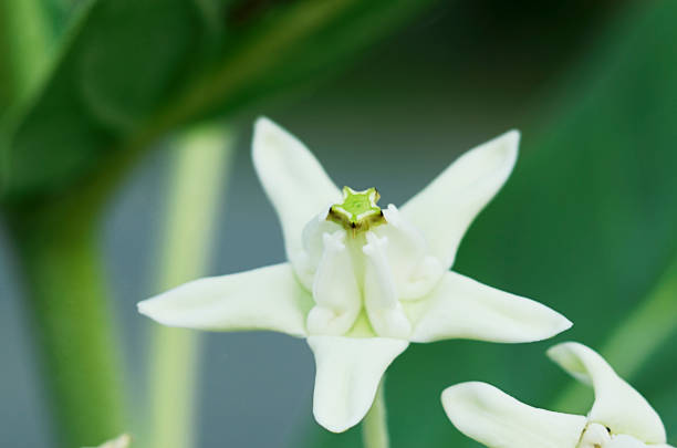 istock Crown flowers with macro close up backgrounds 1250989880