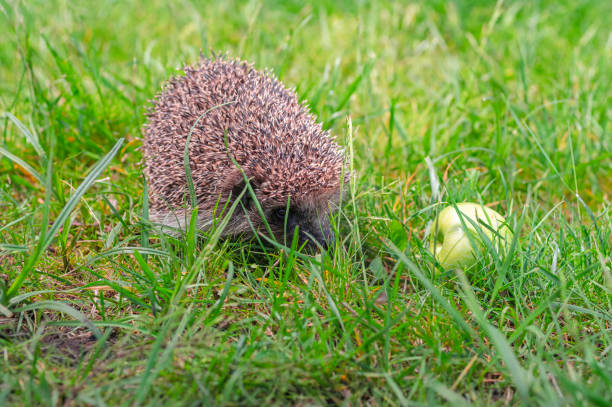 istock Hedgehog with apple green lawn 1250990278