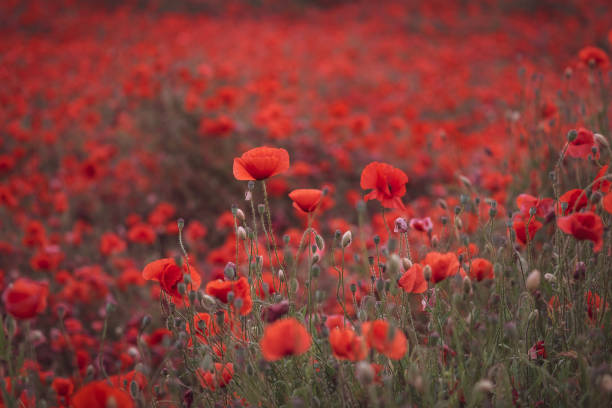 istock Beautiful red poppies in the field, close-up. 1250990861