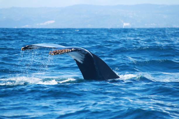 istock Photo hunt for a humpback whale 1250990897