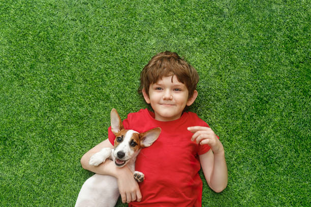 Child embracing puppy jack russell Child embracing puppy jack russell and lying on green carpet. High top view. children only stock pictures, royalty-free photos & images