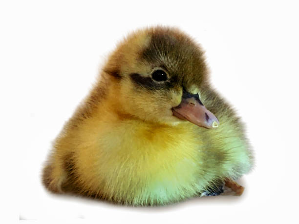 istock Baby Newborn Duckling Sitting Looking At Camera Cut Out White Background 1250992148