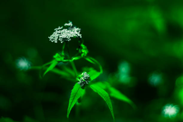 nature, green, plant, flower, leaf, macro, summer, water, grass, spring, abstract, close-up, fresh, fern, garden, flowers, forest, flora, meadow, closeup, white, color, dew, drop, conium maculatum, conium, maculatum
