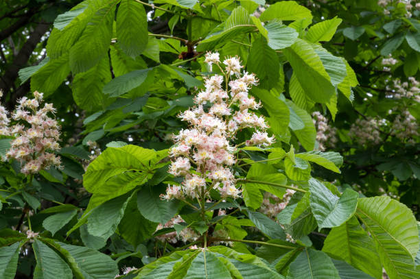 istock Horse chestnut inflorescence 1250994395