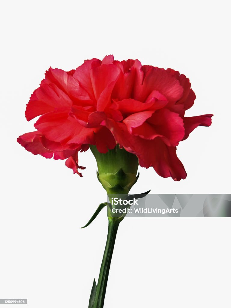 Una Sola Flor De Crisantemo De Clavel Rojo Brillante Con Tallo Verde  Cortado Fondo Blanco Foto de stock y más banco de imágenes de Flor - iStock