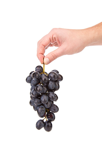 Black grapes in hand. Isolated in a white background. Close-up.