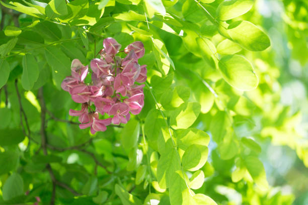 robinia 'casque rouge' o langosta negra - robinia pseudoacacia - árbol rojo en flor - locust tree black robinia fotografías e imágenes de stock