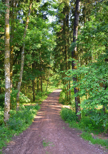 istock A path in the forest goes through trees, in spring, in portrait format 1251000057