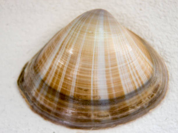 istock Sea scallop smooth shell close up top view 1251000181