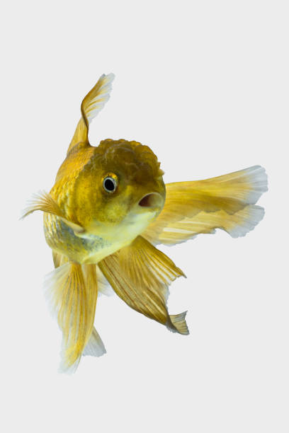 istock The goldfish in aquarium 1251000538