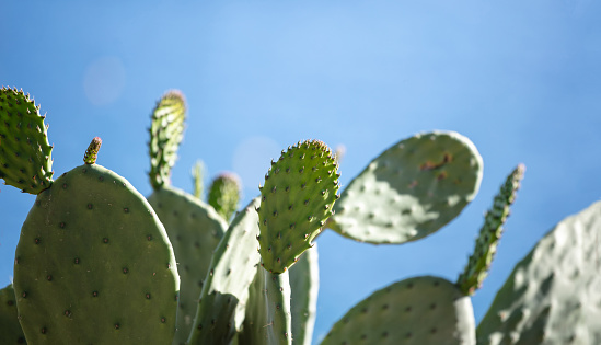Cactus, Opuntia Humifusa, Eastern Prickly Pear against blue clear sky background, sunny day in a greek island