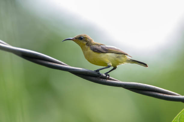 istock The female olive backed sunbird (Cinnyris jugularis) 1251001737