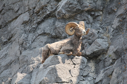 Mountain goat in the Rockies resting on a cliffs edge