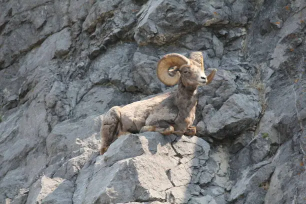 Photo of Mountain goat