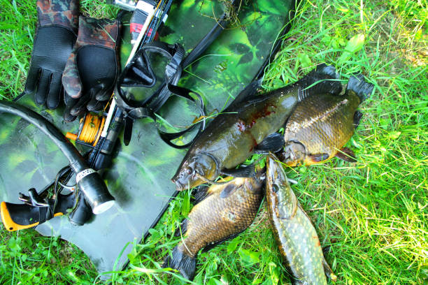 스피어피싱. 수중 총, 지느러미와 물고기는 해안가의 잔디에. - pike dive 뉴스 사진 이미지