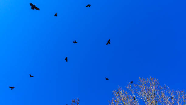istock Flock of birds flying in the classic blue sky. Abstract background. Space for text. 1251003803