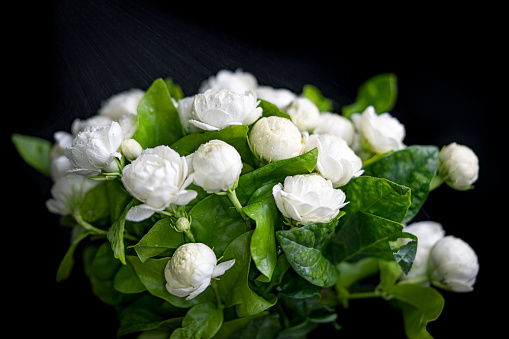 Jasmine bouquet with white fragrance on a black background, the concept of giving jasmine to Mother's Day in Thailand.