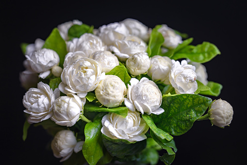 Jasmine bouquet with white fragrance on a black background, the concept of giving jasmine to Mother's Day in Thailand.