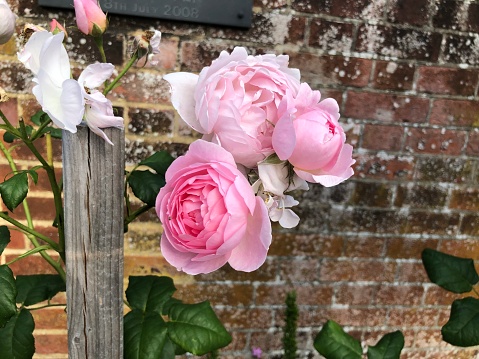 A bush of pink roses with a brick wall in the background.