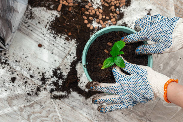 istock Planting a houseplant sprout in a pot 1251004917