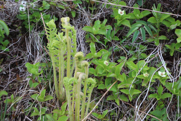 istock Ferns and Fiddleheads 1251005057