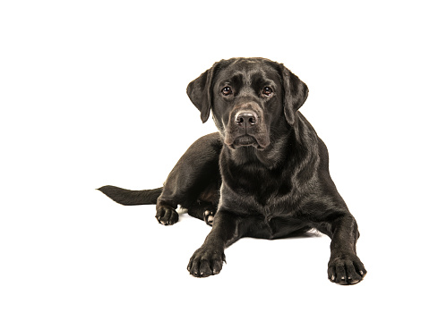 Black labrador retriever lying on the floor facing the camera isolated on a white background