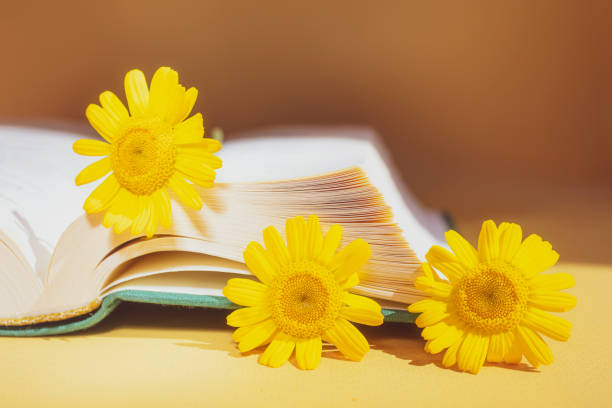istock Yellow daisies between pages of books on a yellow background. 1251005452