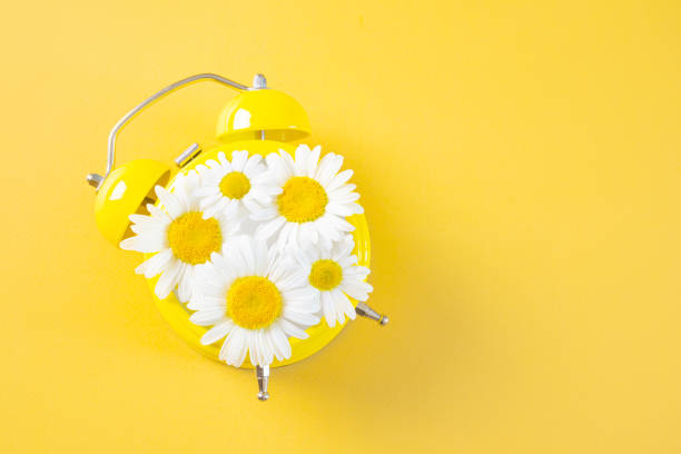 istock Yellow alarm clock with daisies instead of a dial. 1251005455