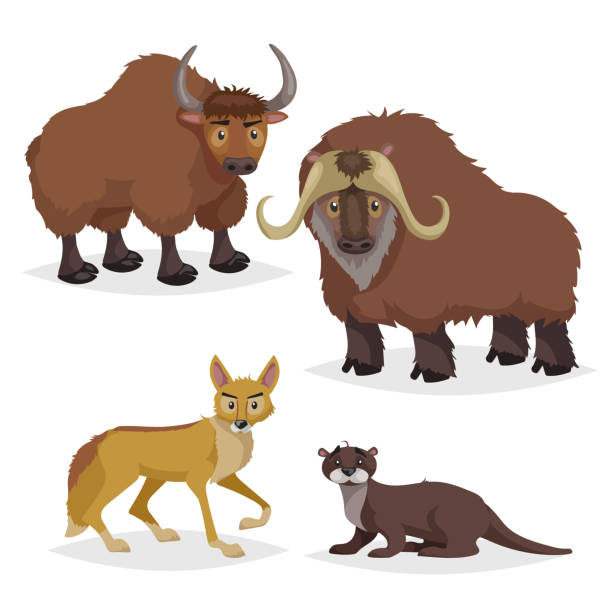 Cute cartoon North America and Europe animals set. Muskox, yak, otter and coyote. Vector drawings for kids. Isolated on white background. Cute cartoon North America and Europe animals set. Muskox, yak, otter and coyote. Vector drawings for kids. Isolated on white background. EPS10 + JPEG preview. jackals stock illustrations