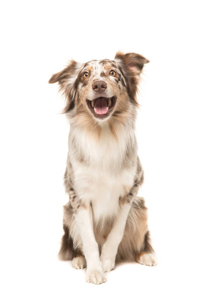 nettes sitzen lächelnd australischen schäferhund mit blick auf die kamera mit dem mund offen von vorne auf einem weißen hintergrund gesehen - australian shepherd stock-fotos und bilder