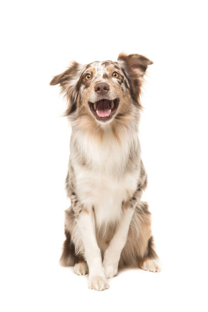Cute sitting smiling australian shepherd facing the camera with its mouth open seen from the front on a white background Cute sitting smiling australian shepherd facing the camera with its mouth open seen from the front on a white background purebred dog photos stock pictures, royalty-free photos & images