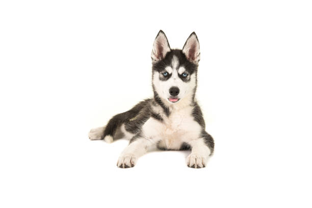 istock Husky puppy with two blue eyes lying on the floor seen from the front facing the camera isolated on a white background 1251006291
