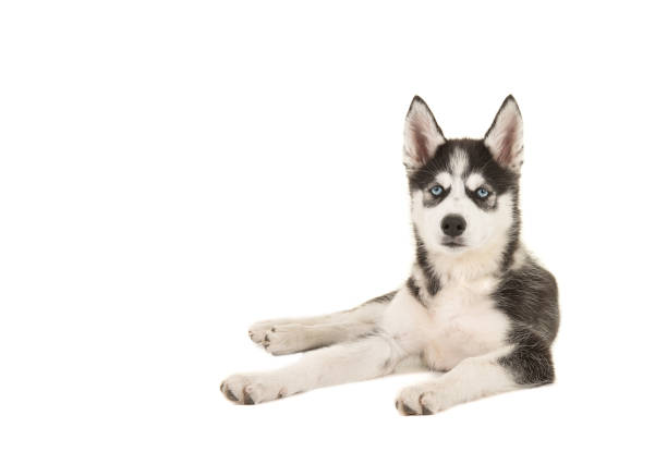 istock Husky puppy with two blue eyes lying on the floor isolated on a white background 1251006444