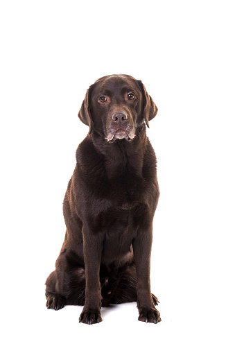 Black lab retriever laying in the grass