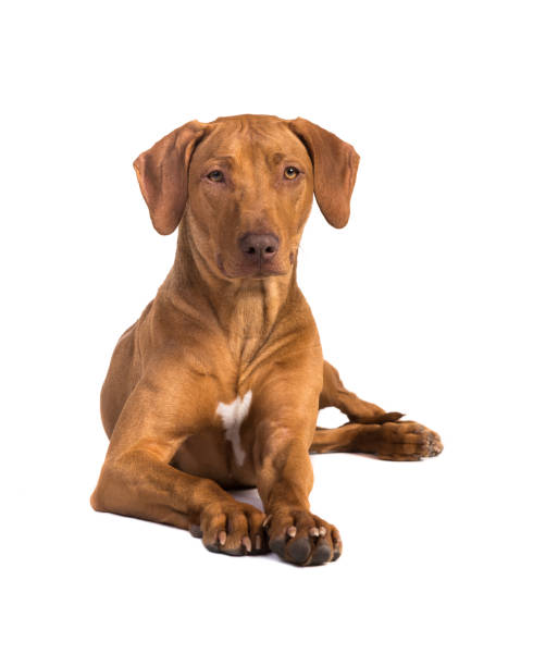 istock Pretty rhodesian ridgeback dog lying on the floor with its head up facing the camera seen from the front isolated on a white background 1251006566